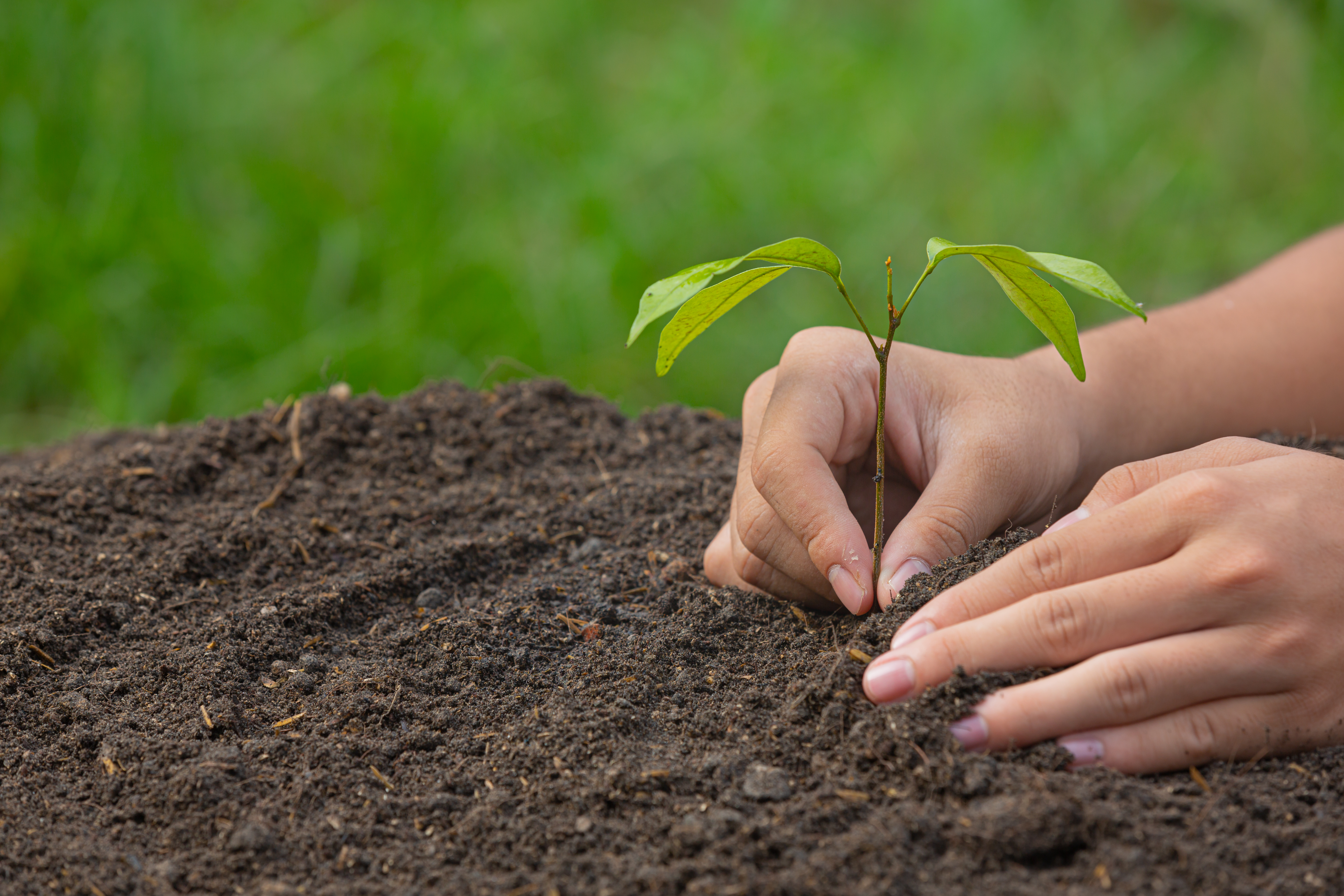 Tree planting